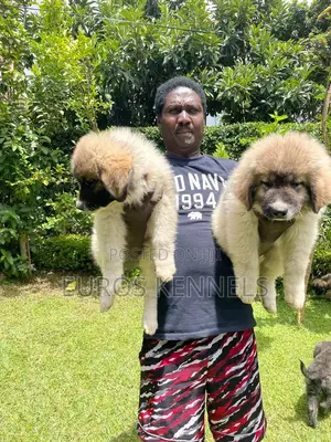 1-3 months Male Purebred Caucasian Shepherd