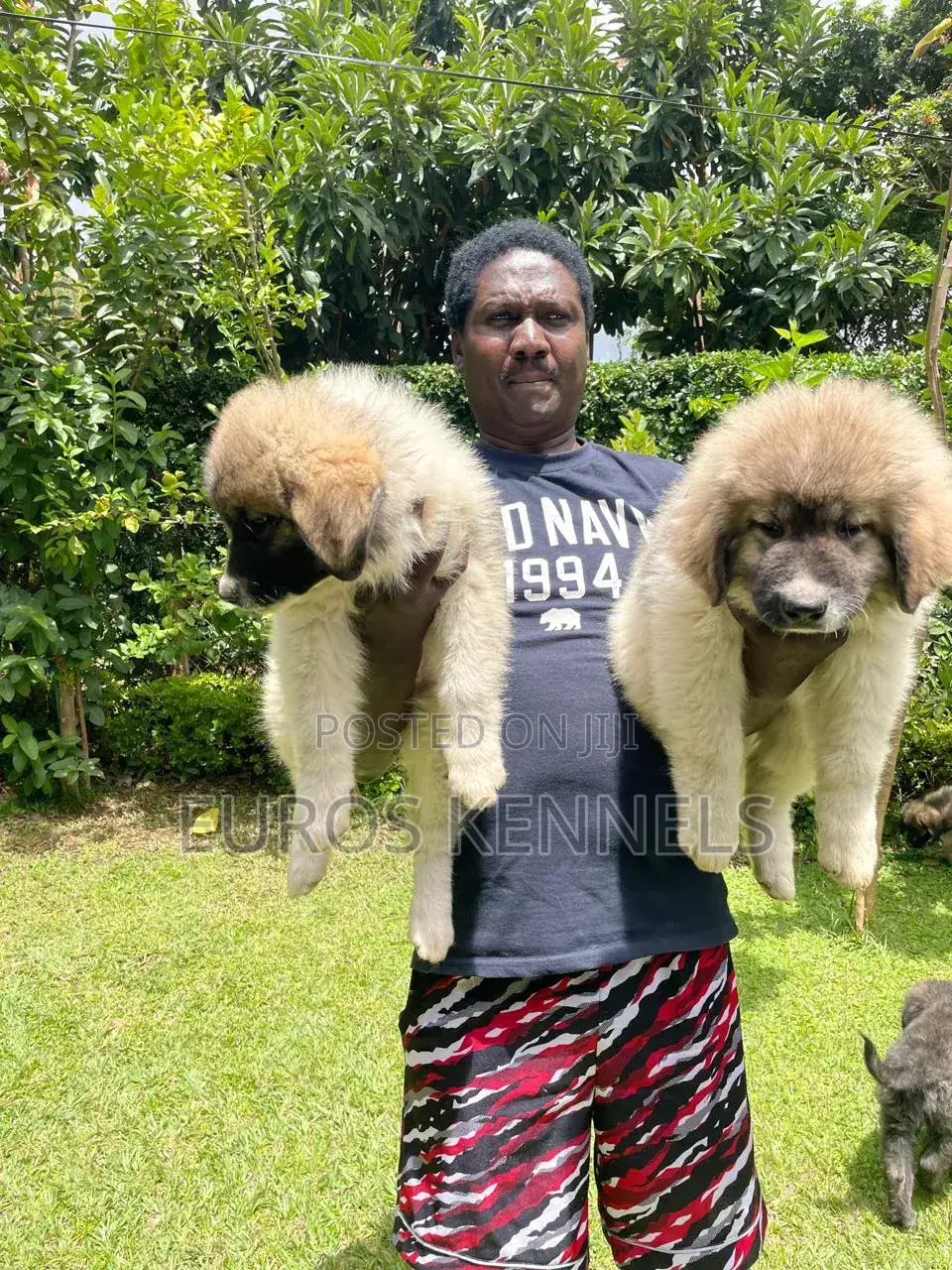 1-3 months Male Purebred Caucasian Shepherd
