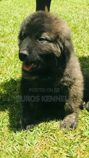 1-3 months Male Purebred Caucasian Shepherd