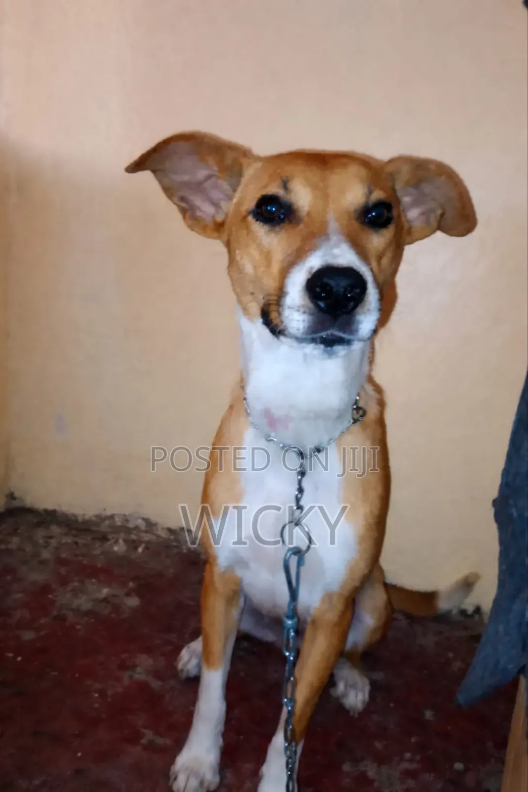 6-12 months Female Mixed Breed Bull Terrier