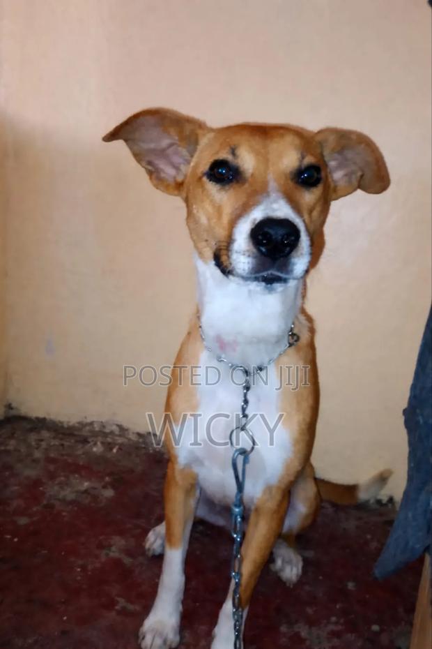 6-12 months Female Mixed Breed Bull Terrier