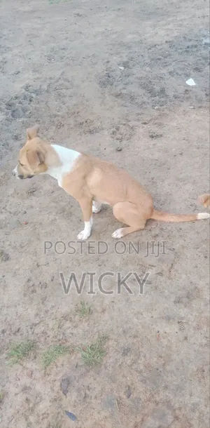 6-12 months Female Mixed Breed Bull Terrier