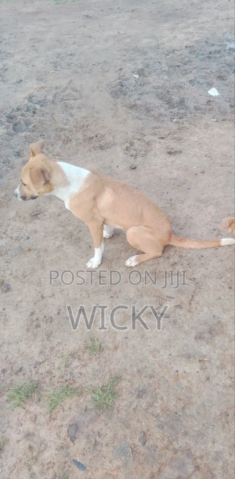 6-12 months Female Mixed Breed Bull Terrier