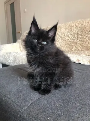 1-3 months Male Purebred Maine Coon