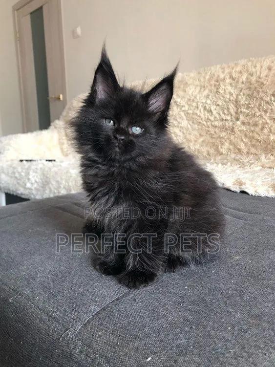 1-3 months Male Purebred Maine Coon