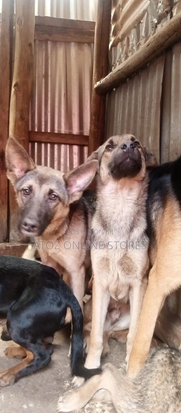 6-12 months Female Purebred German Shepherd