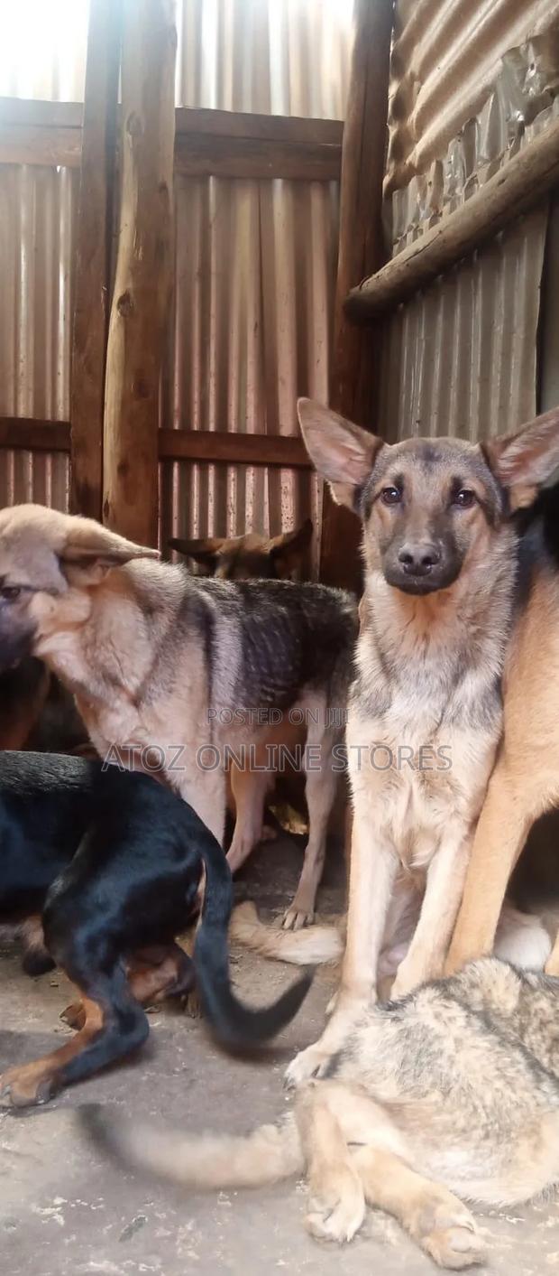 6-12 months Female Purebred German Shepherd - thumbnail 2