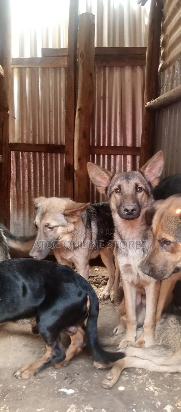 6-12 months Female Purebred German Shepherd - thumbnail 3