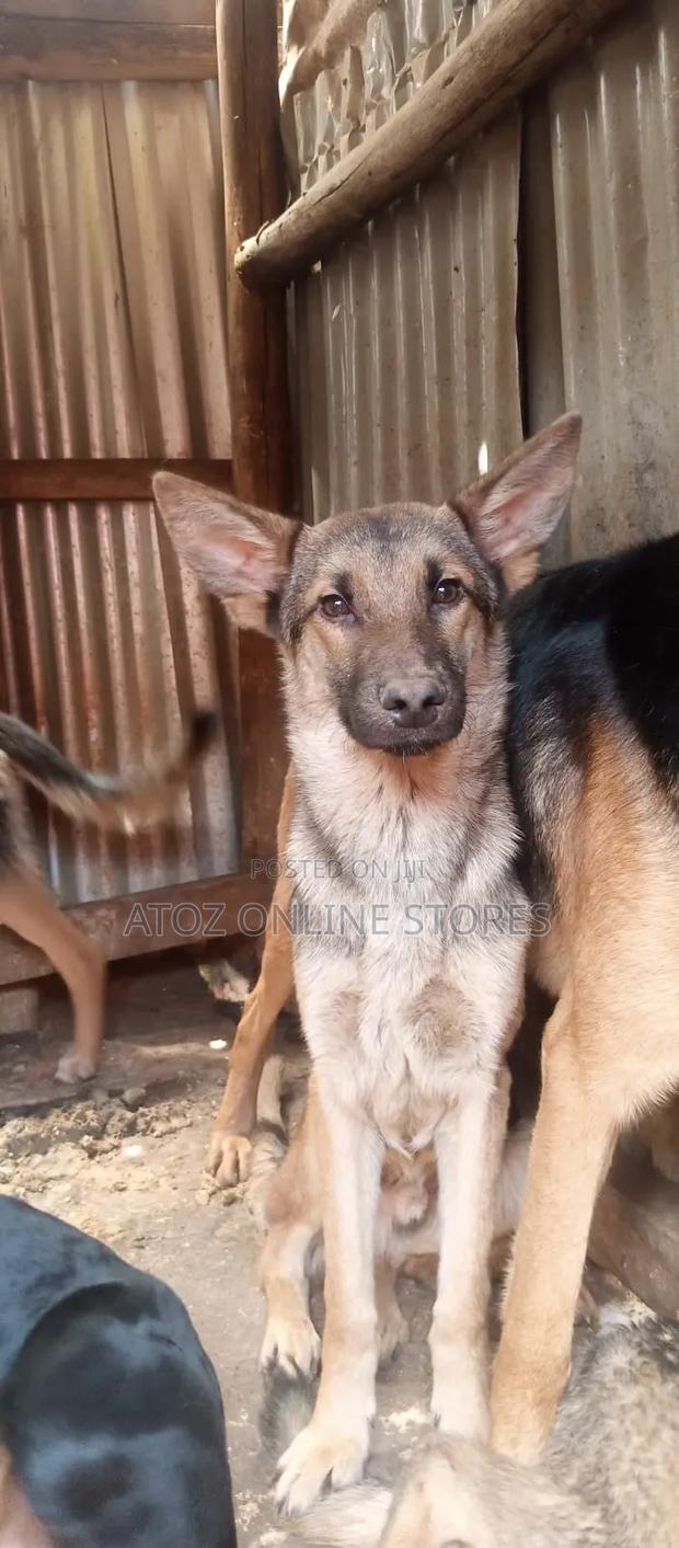 6-12 months Female Purebred German Shepherd - thumbnail 4