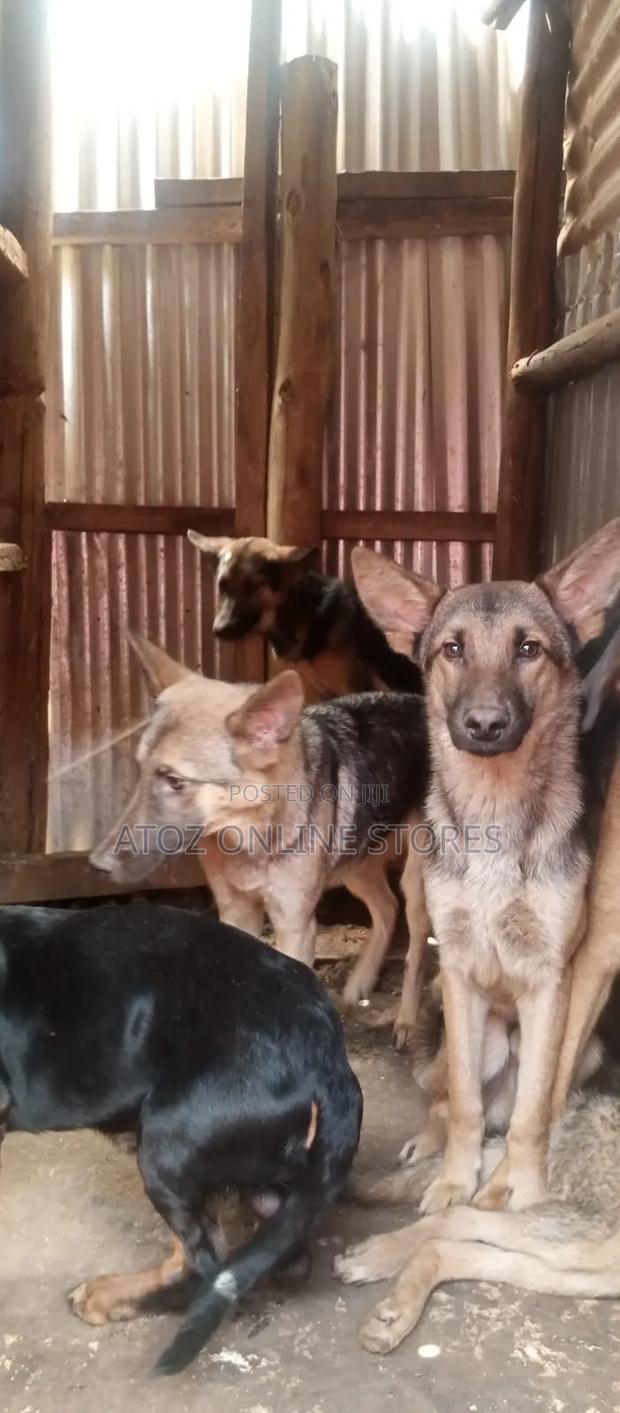 6-12 months Female Purebred German Shepherd - thumbnail 5