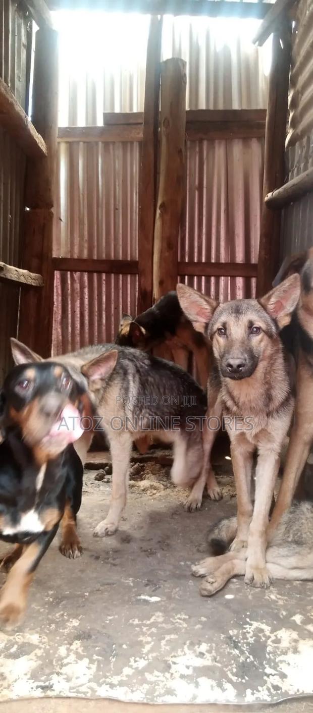 6-12 months Female Purebred German Shepherd - thumbnail 6