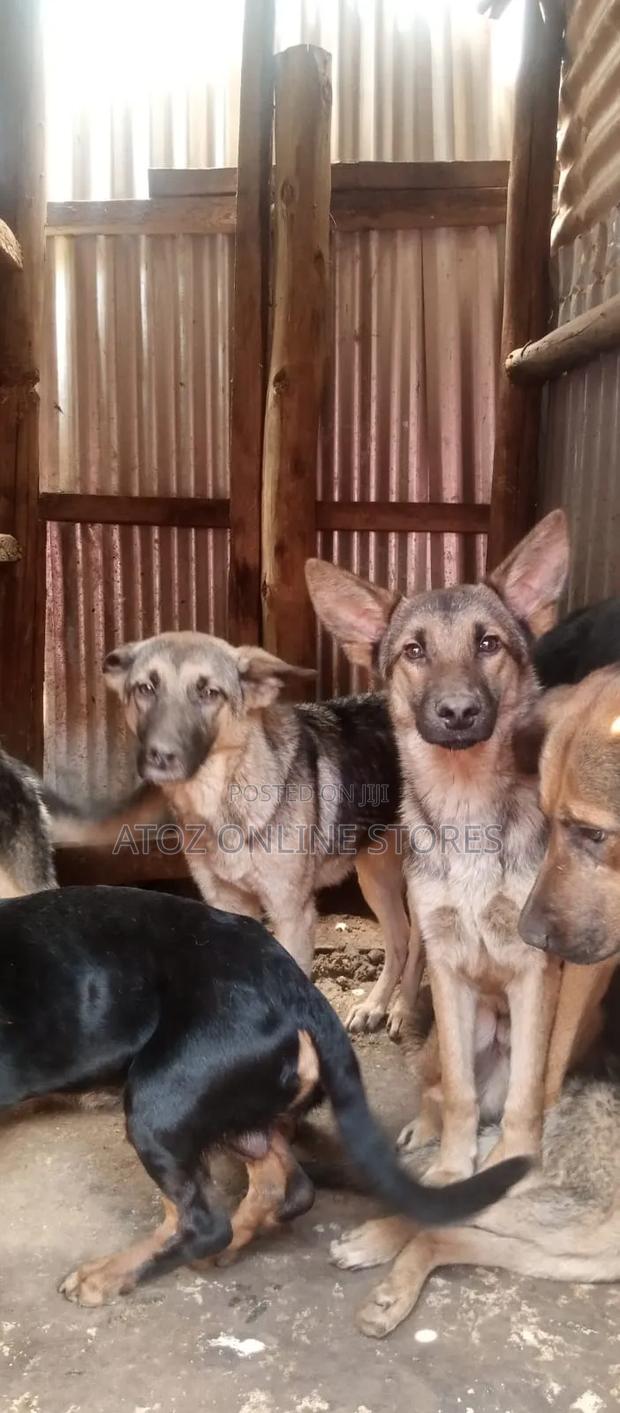 6-12 months Female Purebred German Shepherd - thumbnail 7