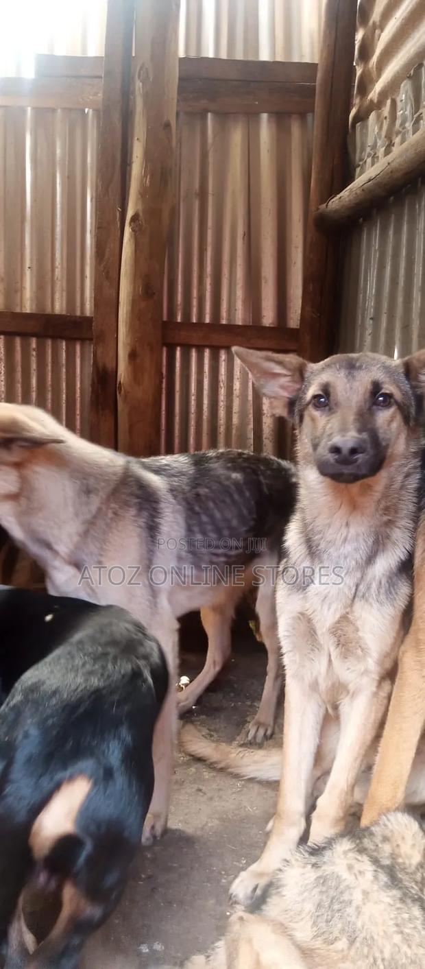 6-12 months Female Purebred German Shepherd - thumbnail 8