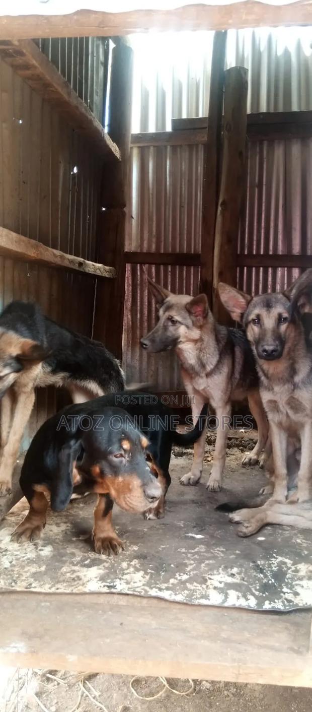 6-12 months Female Purebred German Shepherd - thumbnail 9
