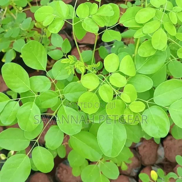 Moringa (Moringa Oleifera) Seedling, "Miracle" or Drumstick Tree - thumbnail 2