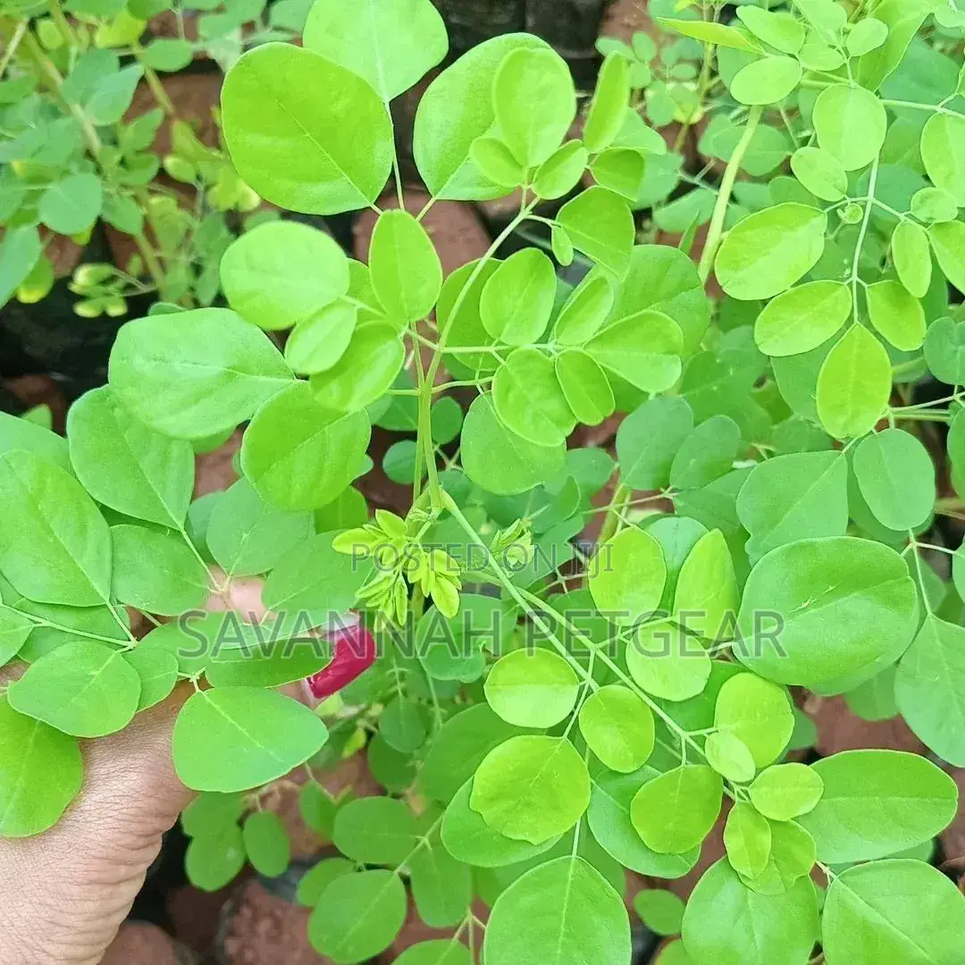 Moringa (Moringa Oleifera) Seedling, "Miracle" or Drumstick Tree
