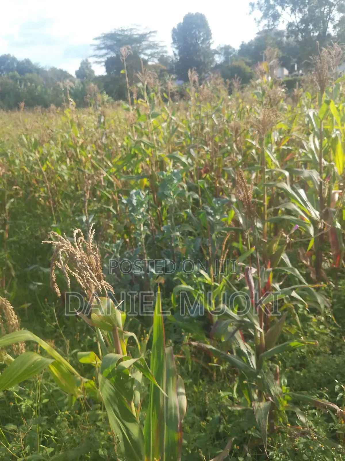 Plot on Sale Land in Sale