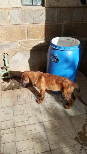 3-6 months Male Purebred Boerboel
