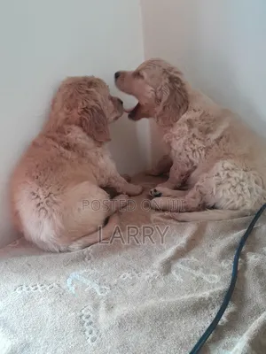1-3 months Female Purebred Golden Retriever