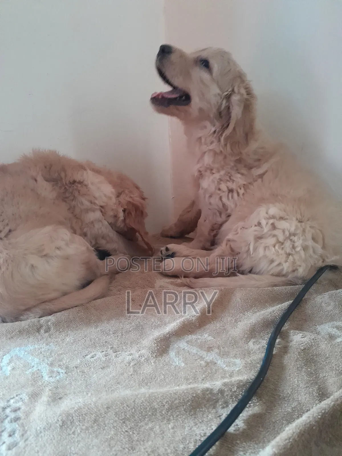 1-3 months Female Purebred Golden Retriever