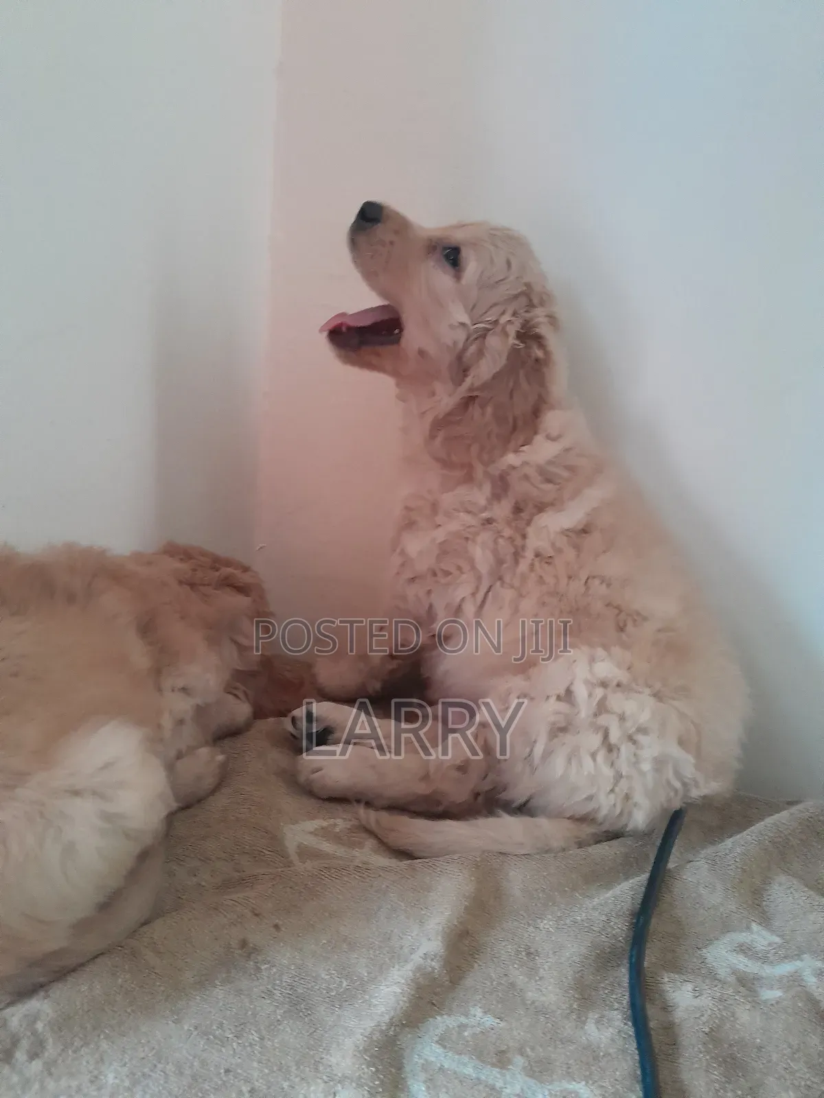 1-3 months Female Purebred Golden Retriever