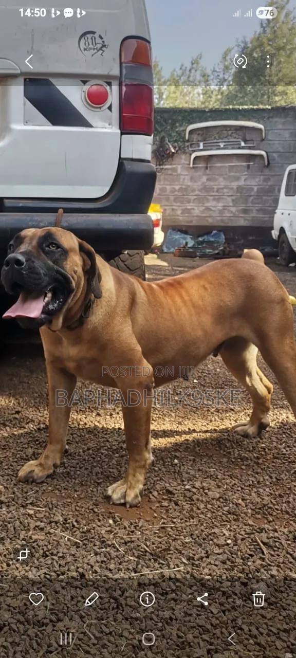1+ year Female Purebred Boerboel