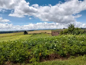 100 Acres of Agricultural Land in Narok: Where Wheat and Wealth Grows