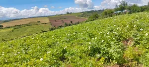 100 Acres of Agricultural Land in Narok: Where Wheat and Wealth Grows