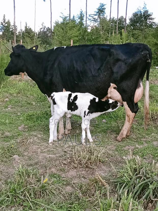 Pedigree Dairy Cow's