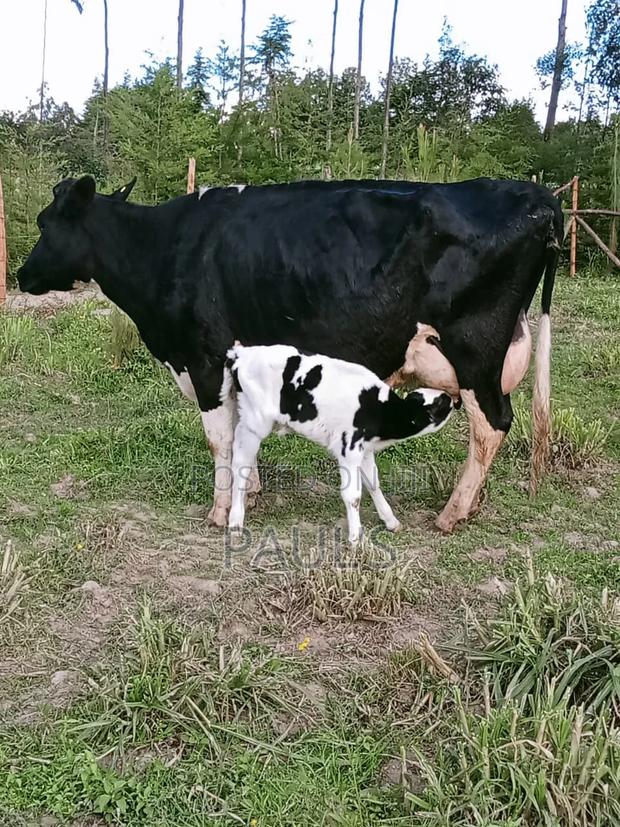 Pedigree Dairy Cow's - thumbnail 2