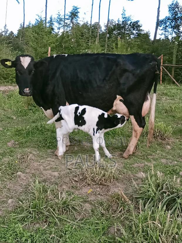 Pedigree Dairy Cow's - thumbnail 3