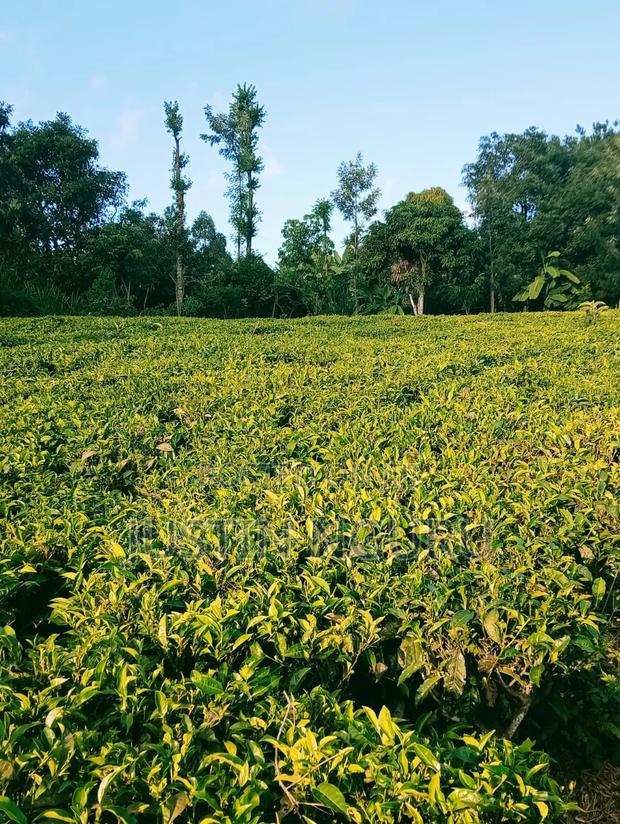 1-3/4acres Sale Embu - thumbnail 2