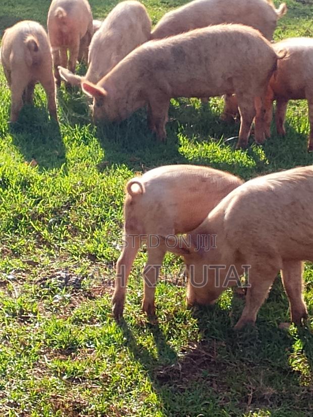 Pigs for Sale