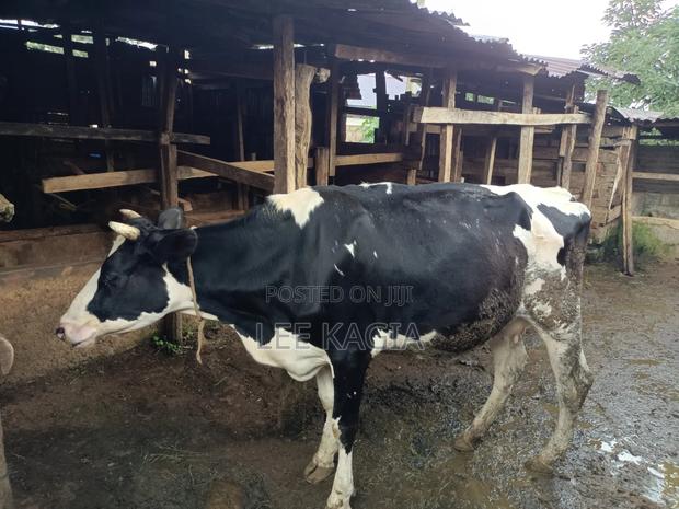 Incalf Daily Cow