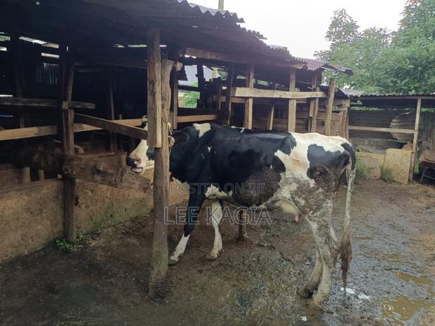 Incalf Daily Cow - thumbnail 2