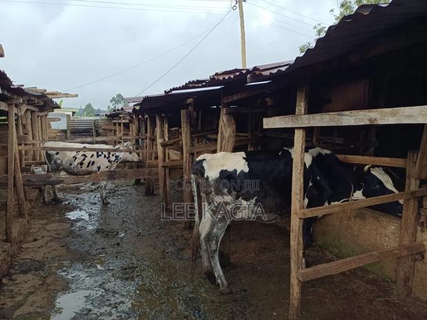 Incalf Daily Cow - thumbnail 3