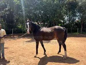 Thoroughbred Gelding For Sale