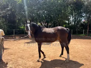 Thoroughbred Gelding For Sale