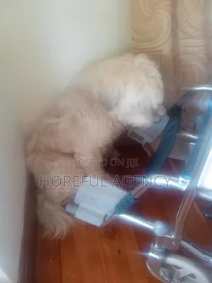 Pet Care /Grooming