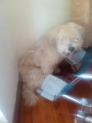 Pet Care /Grooming