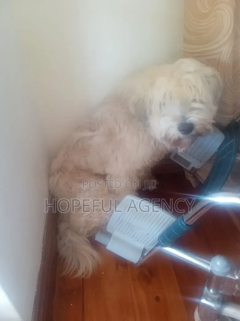 Pet Care /Grooming