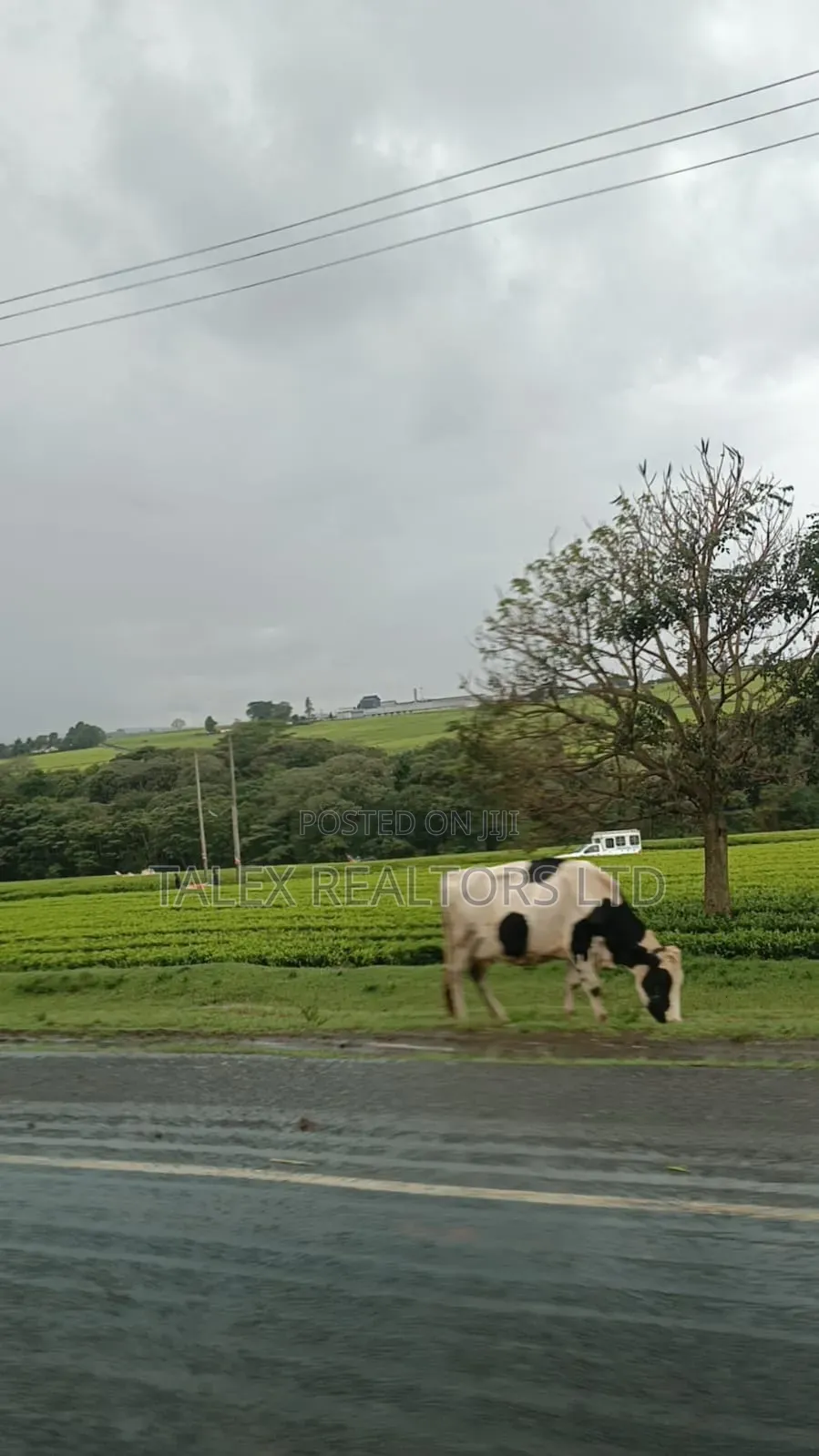 -Acre Tea Farm Kericho With| Factory, River 25 Buying Centres
