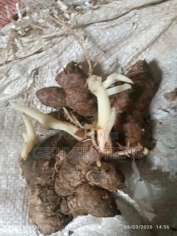 Ginger Seedlings on Sell for Agribusiness - main view