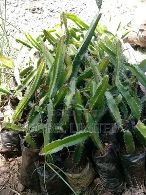 Dragon Fruit Seedlings on Sale