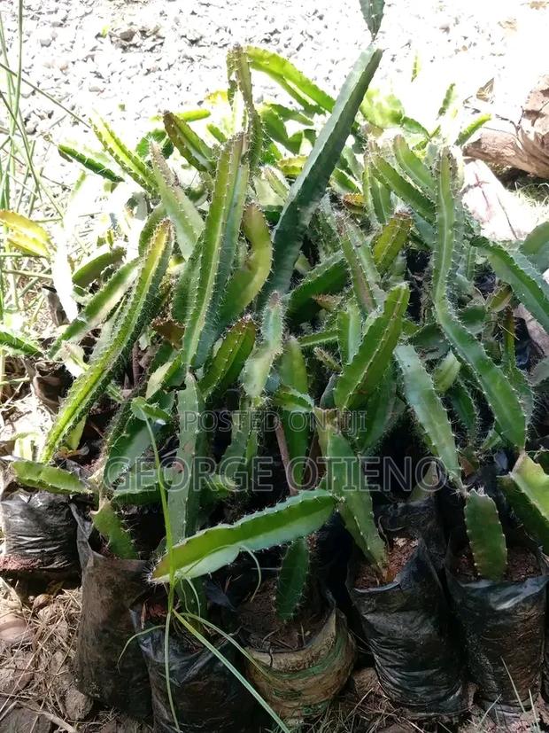 Dragon Fruit Seedlings on Sale