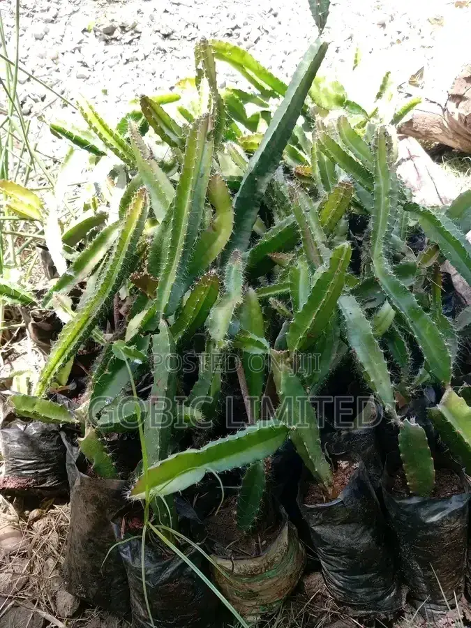 Dragon Fruit Seedlings on Sale