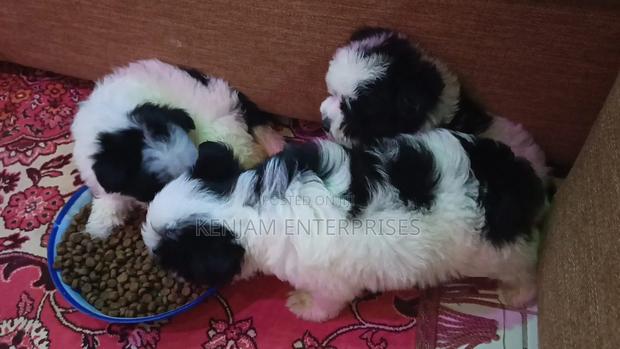 1-3 months Male Purebred Havanese