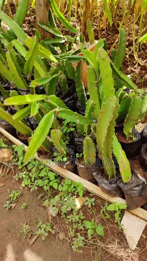Dragons Fruit Seedlings