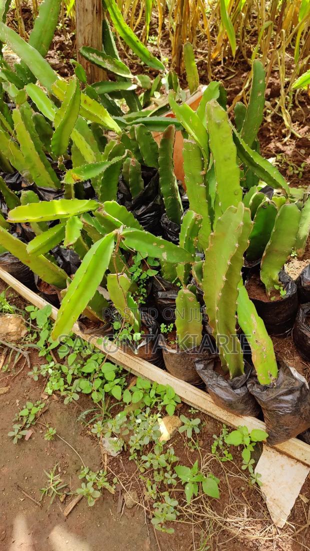 Dragons Fruit Seedlings - main view