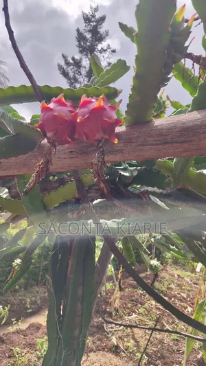 Dragons Fruit Seedlings